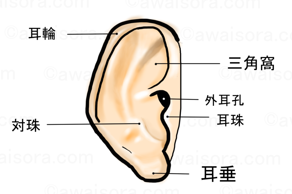 耳の各部位の名前一覧 画像付き Awaisora